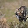 Gatto selvatico - Wild Cat (Felis silvestris)