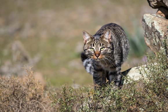 Gatto selvatico - Wild Cat (Felis silvestris)