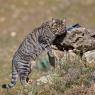 Gatto selvatico - Wild Cat (Felis silvestris)