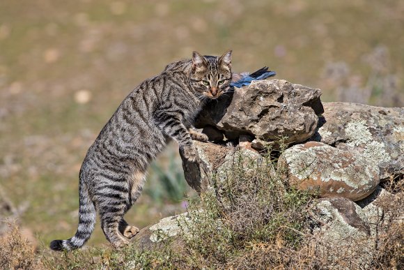 Gatto selvatico - Wild Cat (Felis silvestris)