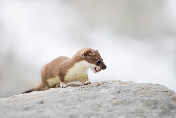 Ermellino - Stoat