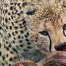 Ghepardo - Cheetah