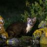 Faina - Stone marten (Martes foina)