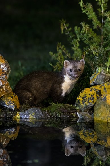 Faina - Stone marten (Martes foina)