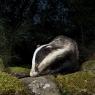 Tasso - European badger