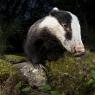 Tasso - European badger