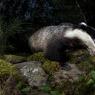 Tasso - European badger