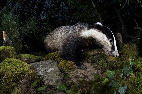 Tasso - European badger