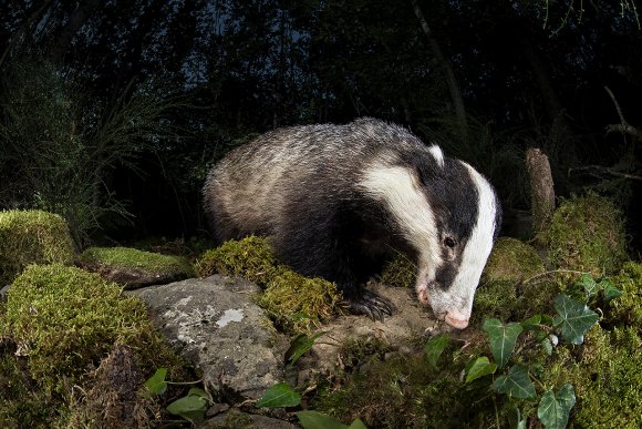 Tasso - European badger