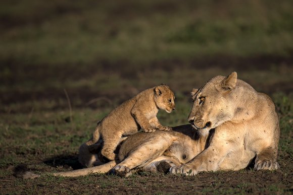 Leone - Lion (Panthera leo)