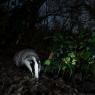 Tasso - European badger (Meles meles)