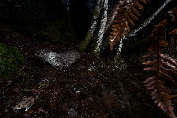 Lontra europea - Eurasian otter (Lutra lutra)