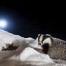 Tasso - European Badger