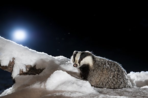 Tasso - European Badger