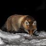 Volpe - Red Fox