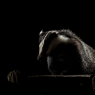 Tasso - European badger