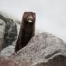 Visone americano - American mink (Neovison vison)