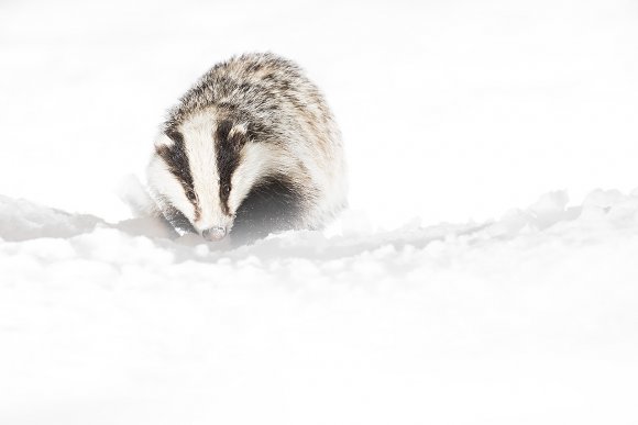 Tasso - European badger (Meles meles)