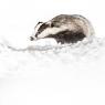 Tasso - European badger (Meles meles)