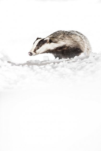 Tasso - European badger (Meles meles)