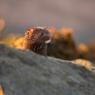 Visone americano - American mink (Neovison vison)