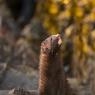 Visone americano - American mink (Neovison vison)