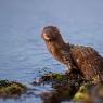 Visone americano - American mink (Neovison vison)