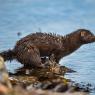 Visone americano - American mink (Neovison vison)