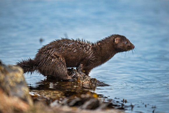 Visone americano - American mink (Neovison vison)