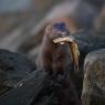 Visone americano - American mink (Neovison vison)