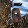 Visone americano - American mink (Neovison vison)