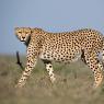 Cheetah - Ghepardo