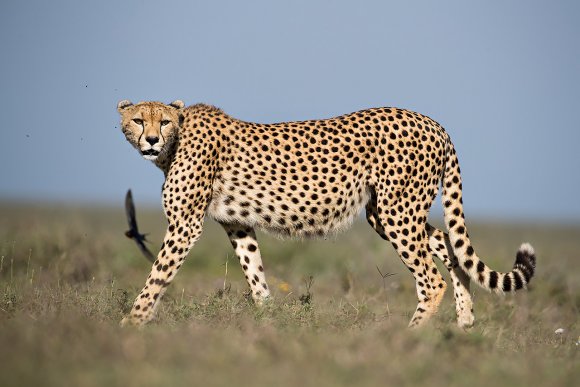 Cheetah - Ghepardo