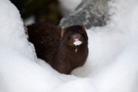 Visone americano - American mink (Neovison vison)