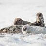 Foca grigia - Grey Seal (Halichoerus grypus)