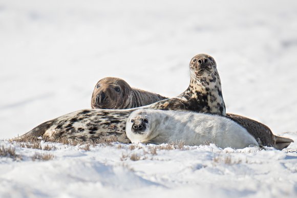 Foca grigia - Grey Seal (Halichoerus grypus)