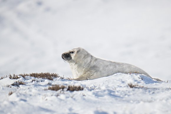 Foca grigia - Grey Seal (Halichoerus grypus)