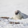 Foca grigia - Grey Seal (Halichoerus grypus)