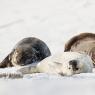 Foca grigia - Grey Seal (Halichoerus grypus)