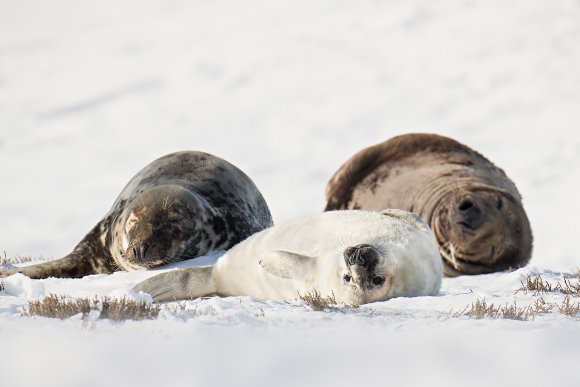 Foca grigia - Grey Seal (Halichoerus grypus)