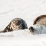 Foca grigia - Grey Seal (Halichoerus grypus)