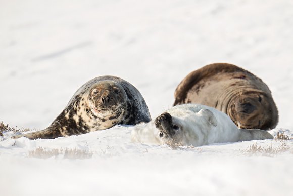 Foca grigia - Grey Seal (Halichoerus grypus)