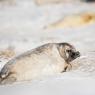 Foca grigia - Grey Seal (Halichoerus grypus)