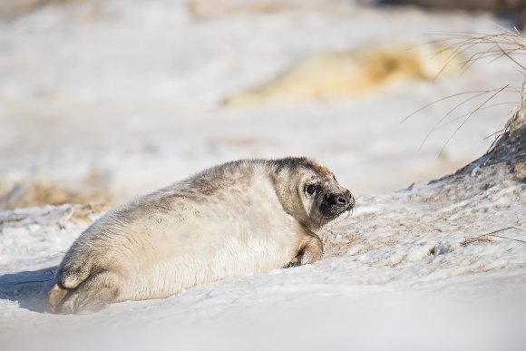 Foca grigia - Grey Seal (Halichoerus grypus)