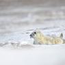 Foca grigia - Grey Seal (Halichoerus grypus)