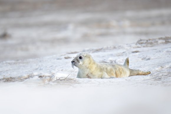 Foca grigia - Grey Seal (Halichoerus grypus)