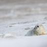 Foca grigia - Grey Seal (Halichoerus grypus)