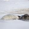 Foca grigia - Grey Seal (Halichoerus grypus)