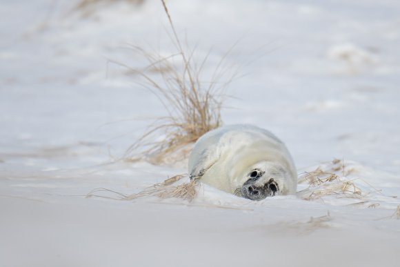 Foca grigia - Grey Seal (Halichoerus grypus)