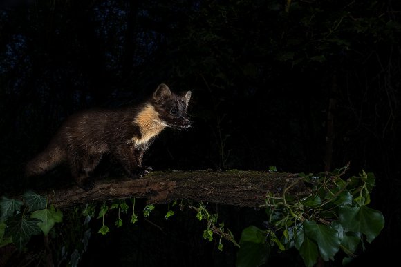 Martora - Pine marten